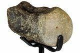Fossil Mosasaur Vertebra w/ Metal Stand - Texas #316051-1